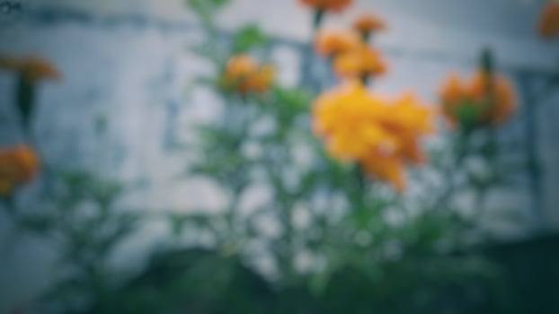 unfocused Close Up Of Yellow Marigold Blooming Outdoors blooming in the garden beside the house Spring morning photo