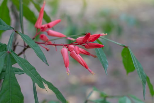 Red flower of Bitterwood or Quassia bloom is Thai herb. The properties of the root is to help fever and aid digestion. photo