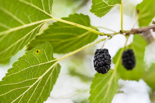 ripe black fruits on mulberry tree close up photo