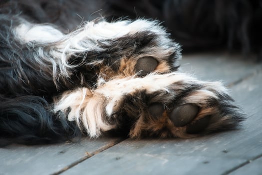 Goldendoodle lying on a wooden deck. the brown black paws of a hybrid dog photo