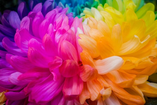 Closeup of The rainbow Chrysanthemum the new innovative plants from Netherlands. photo