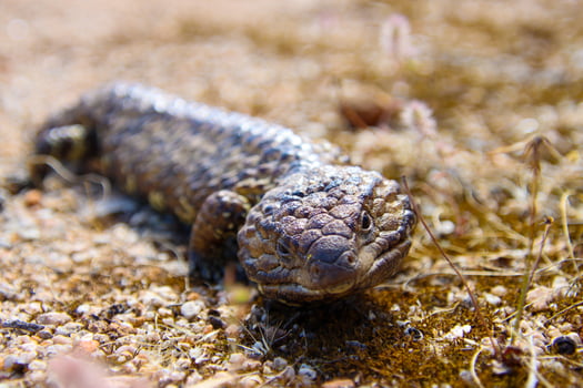 Australian Shingleback Lizard photo