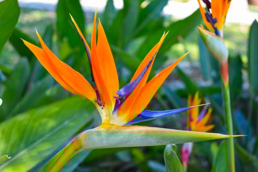 Strelitzia Bird of paradise flower photo
