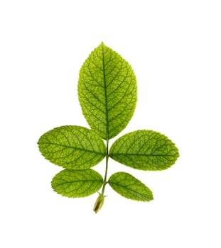5 green rose leaves on a white background with clipping path. photo