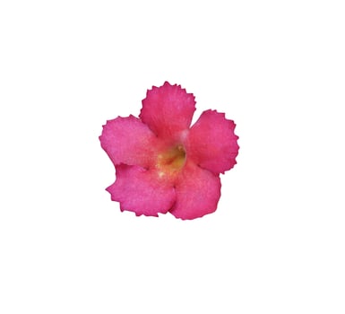 Flame violet or Episcia cupreata flowers. Close up small pink-purple flower isolated on white background. Top view exotic flowers. photo