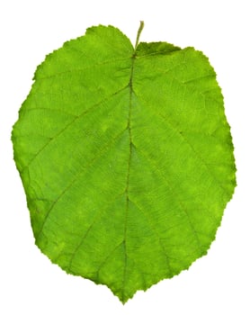green leaf of hazel tree photo