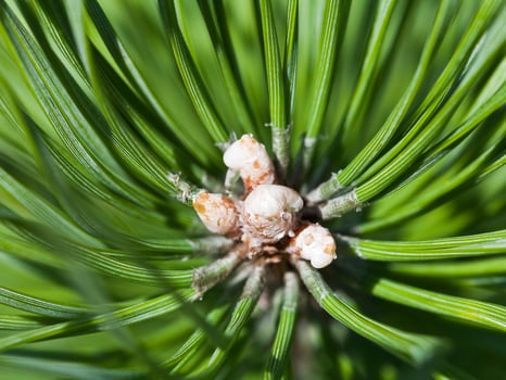 buds of green larch close up photo
