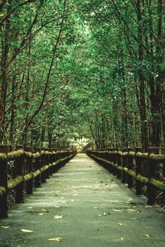 Mangrove forests around the footbridge photo