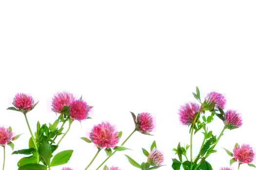 Wild red clover.Trifolium pratense isolated on a white background photo