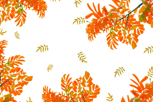 Bright colorful autumn leaves. nature photo