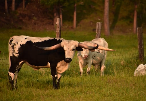 Pair of Black and White Longhorn Steer photo