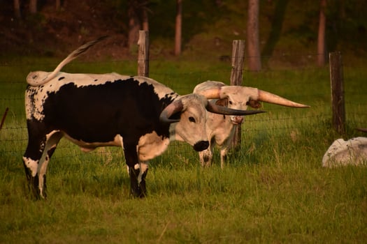 Black and White Longhorn Steer Swishing his Tail photo