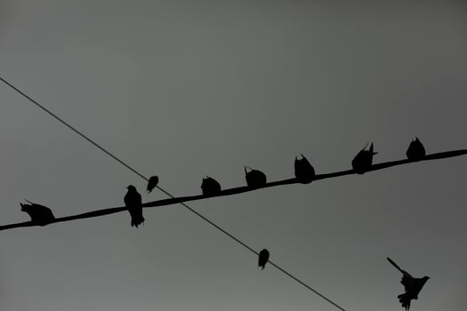 Pigeons on wire. Pigeons against background of gray sky. Lots of birds. photo