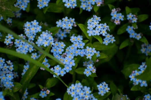 Spring blue forget-me-nots flowers, pastel background, selective focus. photo