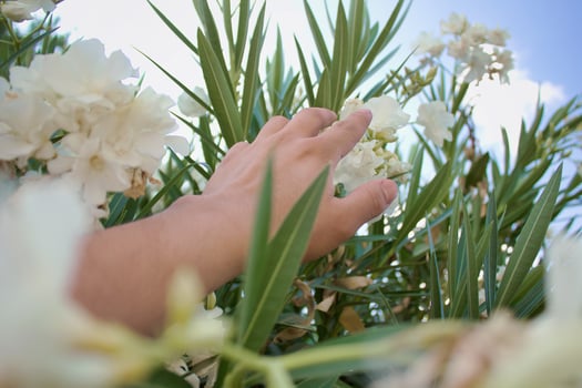 Hand touching white laurel flowers with a blue sky in the background photo