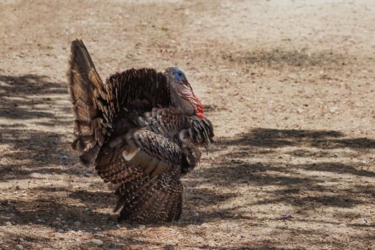 Turkey in meadow at Guanajuato Mexico photo