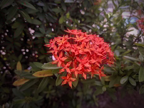 Background of red Ixora coccinea flowers in the garden photo
