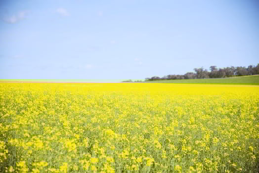 Canola flower fields in Walla walla, Australia. photo