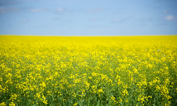 Canola yellow fields in close up new south wales, Australia. photo