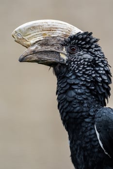 Silvery cheeked hornbill photo