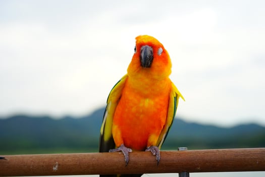 Sun conure beautiful young parrot or bird is aratinga has yellow , orange and green on Branch out background Blur mountains sky photo