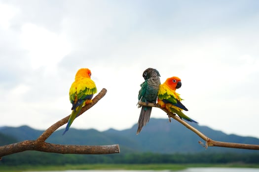 sun counre and green cheek conure photo