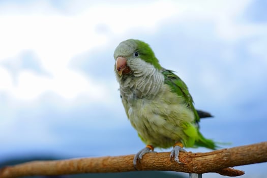Monk parakeet or Quaker parrot on wood the sky and mountain background photo