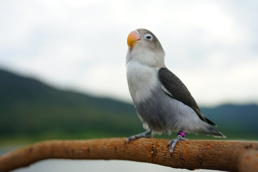 Lovebird parrots gray color on the sky and mountain backgroun photo