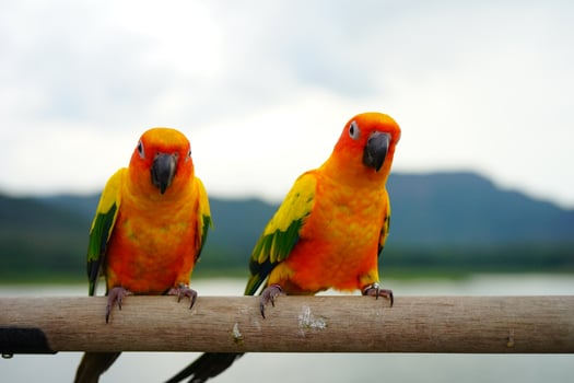 Sun conure parrot or bird Beautiful is aratinga has yellow on hand background Blur mountains and sky photo