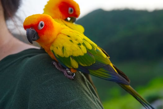 Beautiful sun parakeet conure parrot Aratinga solstitialis exotic pet adorable, native to amazon standing at the human shoulder on blur mountain background. photo