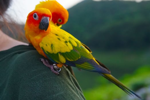 Beautiful sun parakeet conure parrot Aratinga solstitialis exotic pet adorable, native to amazon standing at the human shoulder on blur mountain background. photo