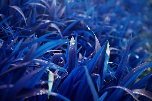 Close-up shot of dense grassy stems with dew drops. Macro shot of wet grass as background image for nature concept photo