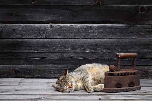 A thick cat is located next to a heavy and rusty old coal iron on a wooden surface photo