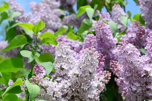 Branches of purple lilac and green leaves. Blooming branch of lilac photo