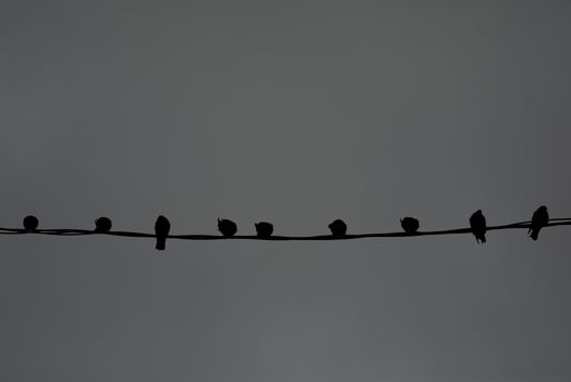 Pigeons on wire. Pigeons against background of gray sky. Lots of birds. photo