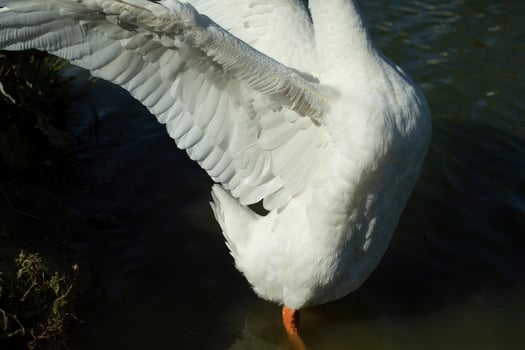 Goose wing. Goose flaps its wings. Waterbird. Details of life. photo