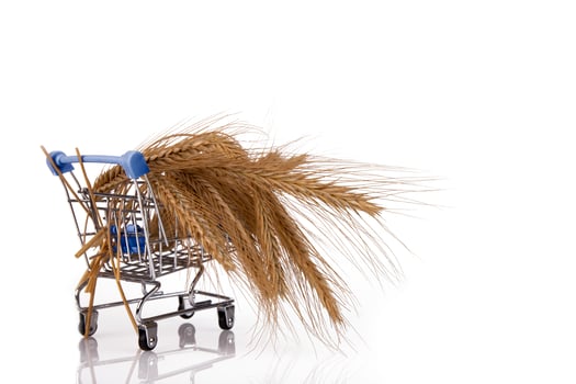 Spikelets of wheat in a supermarket trolley. Food Security, Crisis. White isolated background. photo