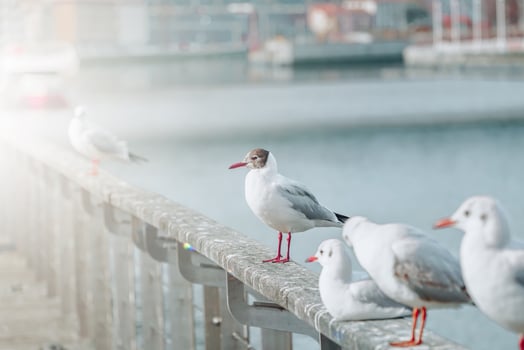 seagulls in the seaport photo