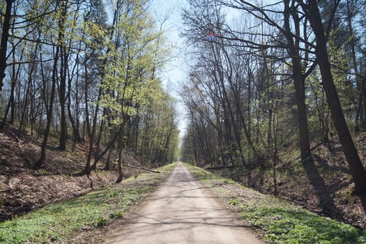 dirt road in the forest, with trees on both sides of the dirt road, halo of light in the lens photo