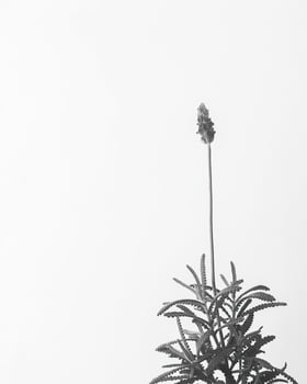 lavender flower isolated on white, black and white photo