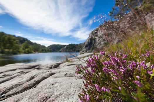 Norway, Scandinavia. Beautiful flowers and landscape on the lake shore middle of the stone mountains. blue sky photo