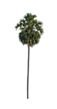 sugar palm that are isolated on a white background are suitable for both printing and web pages photo