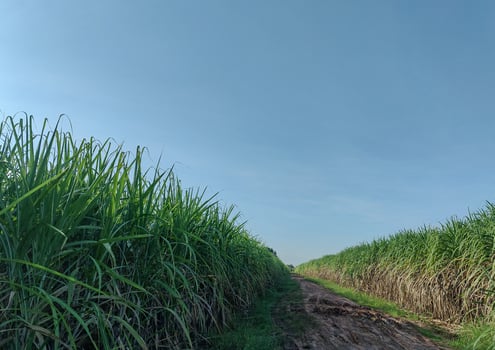 Sugarcane fields and blue sky photo