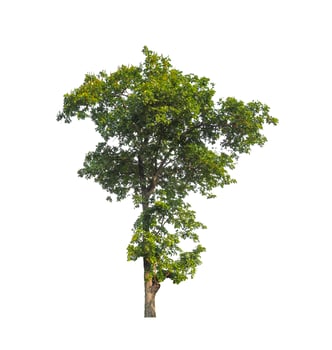 Tree that are isolated on a white background are suitable for both printing and web pages photo