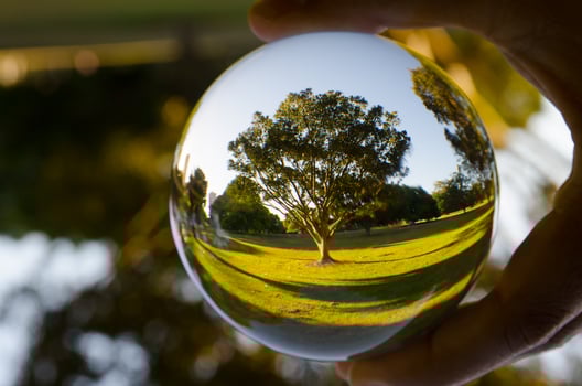 A beautiful tree photography in clear crystal glass ball. photo