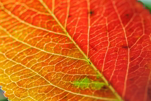 Closeup autumn fall extreme macro texture view of red orange green wood sheet tree leaf glow in sun background. Inspirational nature october or september wallpaper. Change of seasons concept. photo