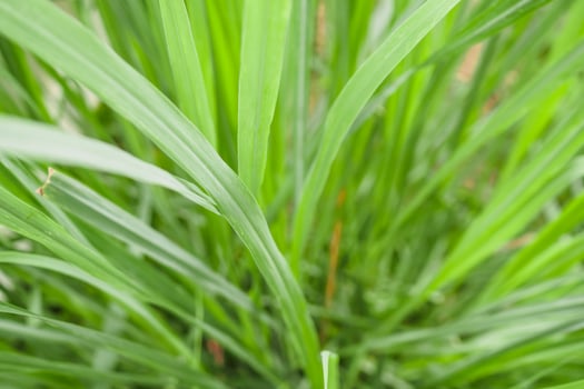 Lemongrass plant and leaves in organic garden photo