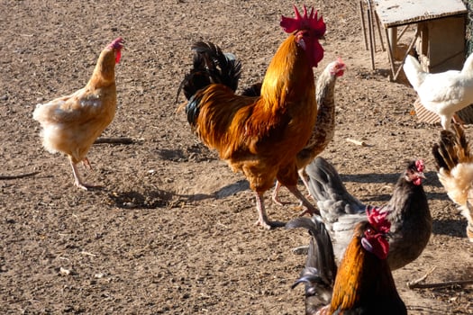 Free-range roosters and hens on a farm photo