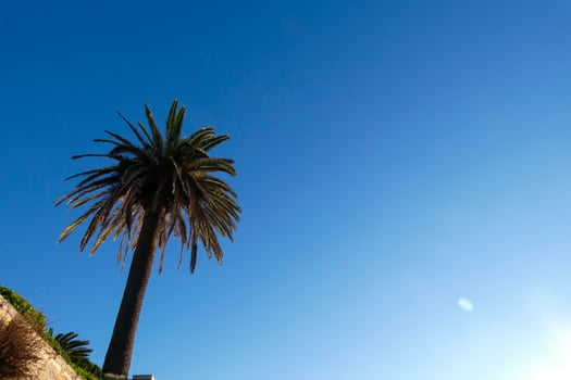 solitary tropical palm tree under a blue sky photo