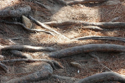 pine roots coming out of the soil looking for water and nutrients photo